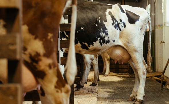 Three Essential Tips for Effortless Dairy Farm Management